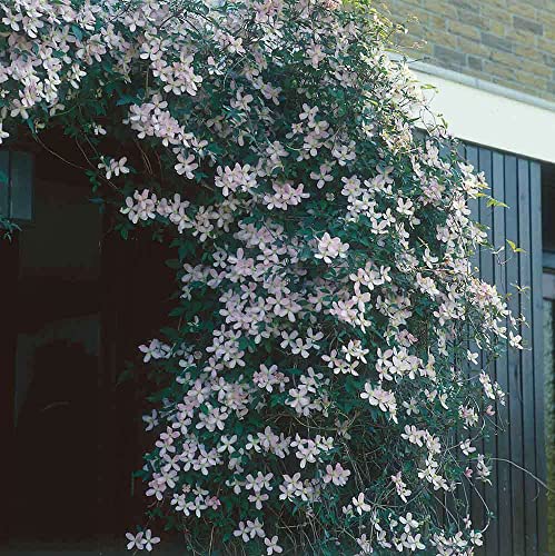 Plant Theory 60cm Cane Clematis Montana Tetrarose Pink Flowering Vine Climbing Plant 3L Pot