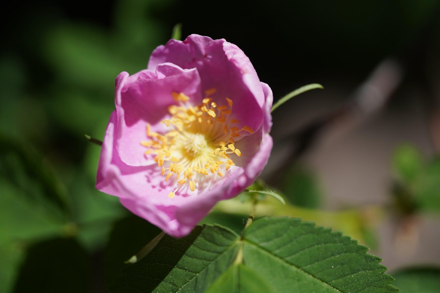 Great Macro lens for the price