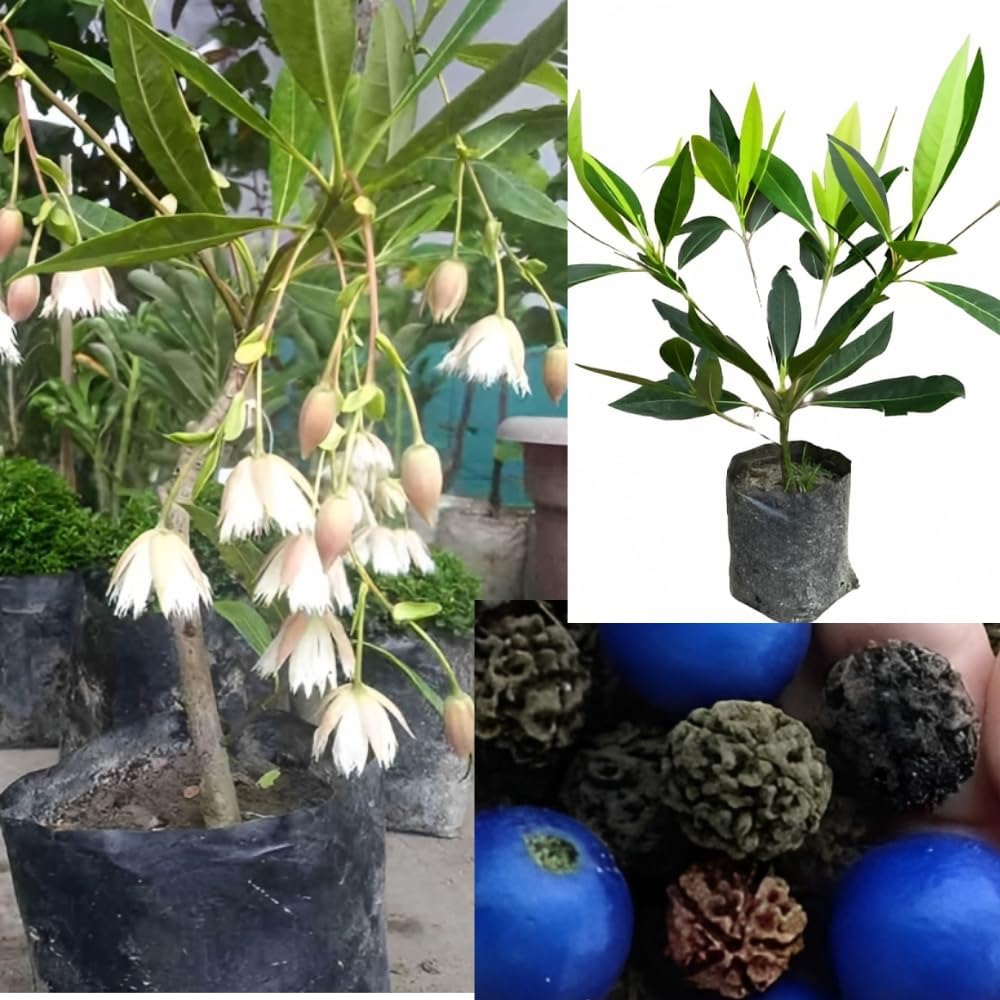 Cloud Farm Nepal Variety Rudraksha Live Healthy plant & Tree "Original Vaiety" Pack of 1,CF_21 (B0D86SL1SY) Amazon Price History, Amazon Price Tracker