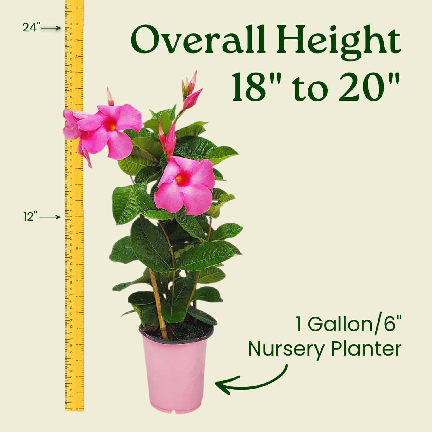 Pink Mandevilla Plant with Trellis - Live Flowering Plant - Tropical Plants of Florida - 18" to 20" Overall Height, 18" Hoop - 1 Gallon (Plant + Fertilizer + Soil)