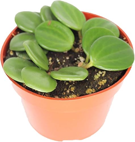 Miniatura 4 de Planta de goma Live Baby  Maceta pequeña de 4 pulgadas Peperomia Obtusifolia de California Tropical, regalo ideal para oficina, jardín, decoración