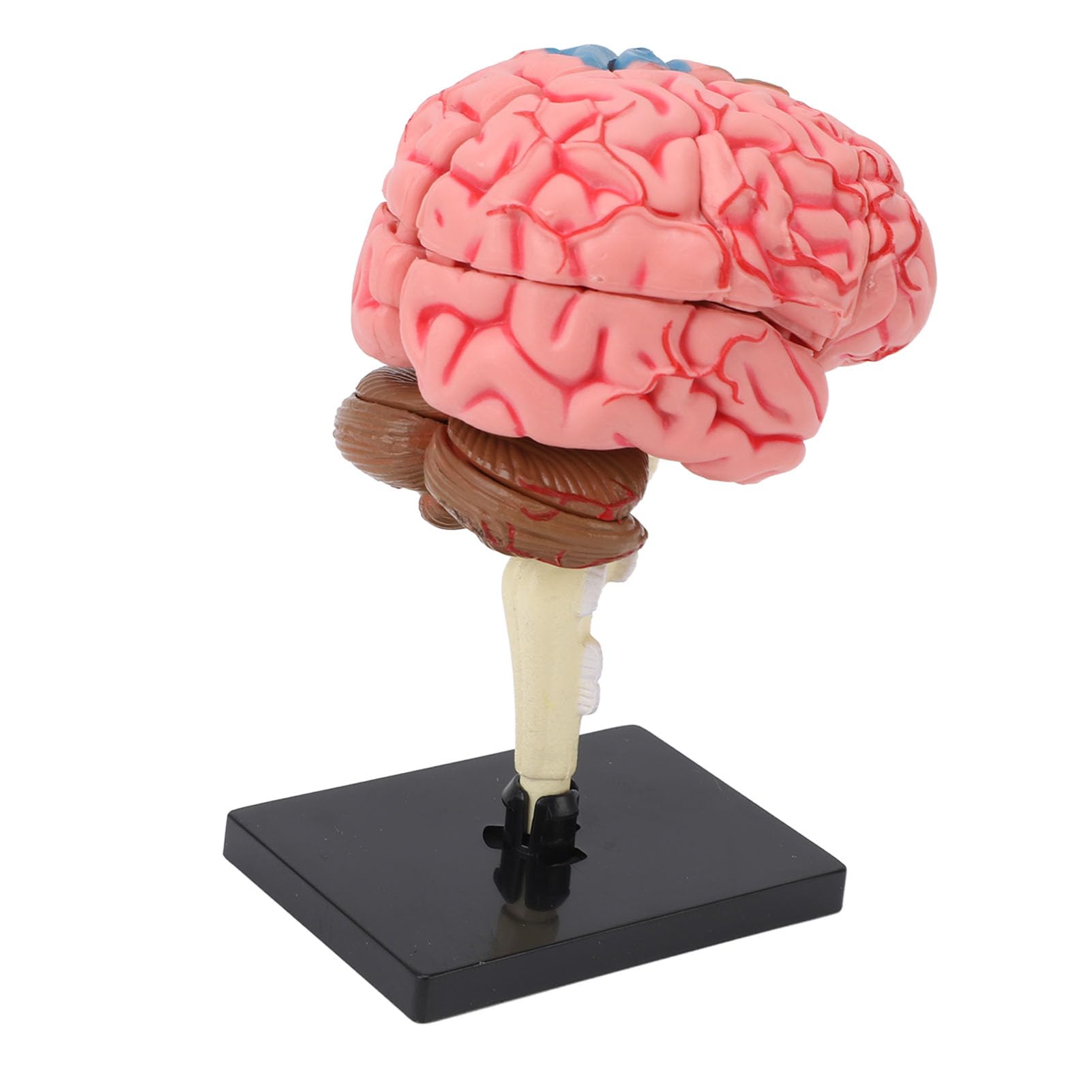 Naroote Model Ludzkiego Mózgu, Plastikowy, Zdemontowany Model Ludzkiego Mózgu 4D Naturalnej Wielkości z Etykietami i kolorową identyfikacją, Stabilny Anatomiczny Podstawy do Nauczania Neuronauki