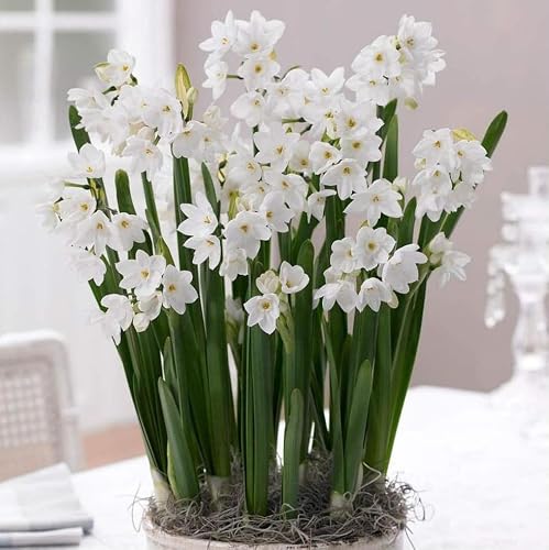 best paperwhite bulb kits in Atlanta, GA best paperwhite bulb kits in Atlanta, GA