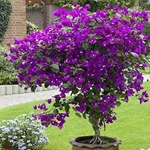 Live Bougainvillea Purple/Orange/Pink Outdoor Vine Flowering Plant for Home Garden Areas Pack of 1