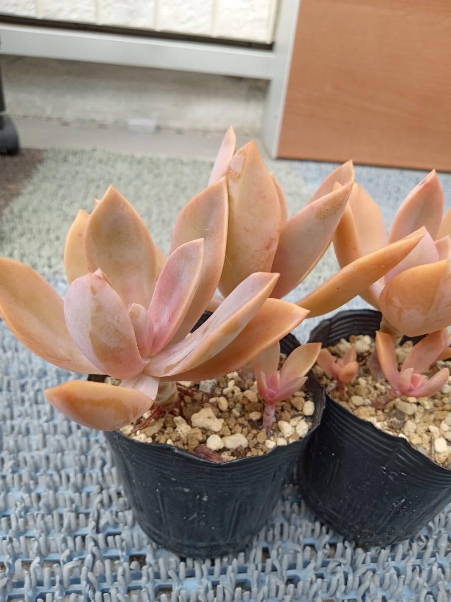 Amazon.co.jp: 多肉植物 花筏 抜き苗 エケベリア 寄せ植え 7ハーフ 