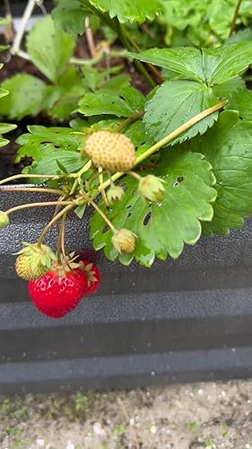 tectake® Verhoogde plantenbak, Rugvriendelijke moestuinbak, Verzinkt stalen kweekbak, Tuinbed voor groenten, kruiden en bloemen, Bloembak voor buiten, 603 Liter, Inclusief handschoenen, 160x80x60cm