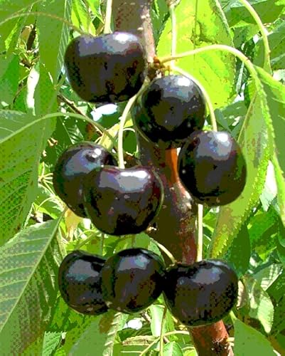Black Cherry Tree Live Plant 2 To 3 Ft Tall, Sweet Cherry Fruits For Planting Ornaments Perennial Garden Simple To Grow Pots Gifts #TOP5