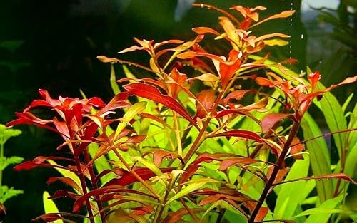 Aquatic Discounts - 3 Different Types of Beginner / Super Easy Live Aquarium Plants - Bacopa + Hornwort + Ludwigia BUY2GET1FREE!