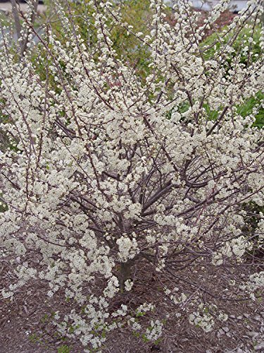 American Beauties Native Plants - Prunus maritima (Beach Plum) Shrub, , #2 - Size Container