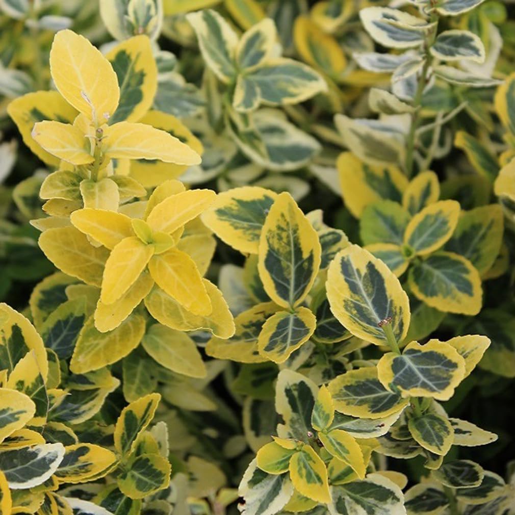 24 x Euonymus fortunei 'Emerald Gold' en maceta de 9x9 cm, para 3m²: Un arbusto perenne resistente al invierno con toques dorados.