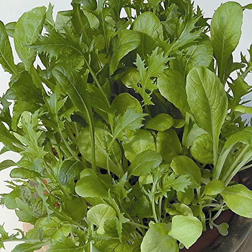 Portal Cool Oriental Winter Cut+Come Again Salad Leaf Mix Sow Now ! 2 Grams of Organic Seeds