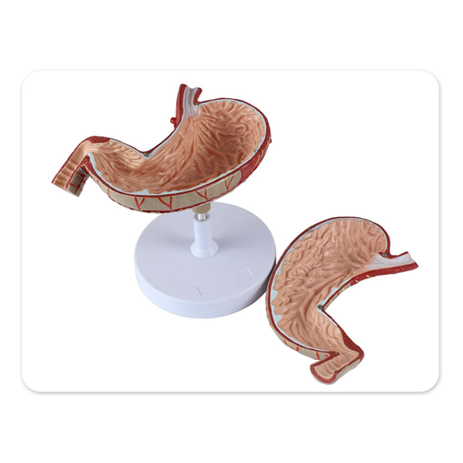 Modelo de estómago Humano ampliado en 2 Partes. Modelo anatómico digestivo. Modelo de Cuerpo Humano. Anatomía. Suministros y Equipos médicos.