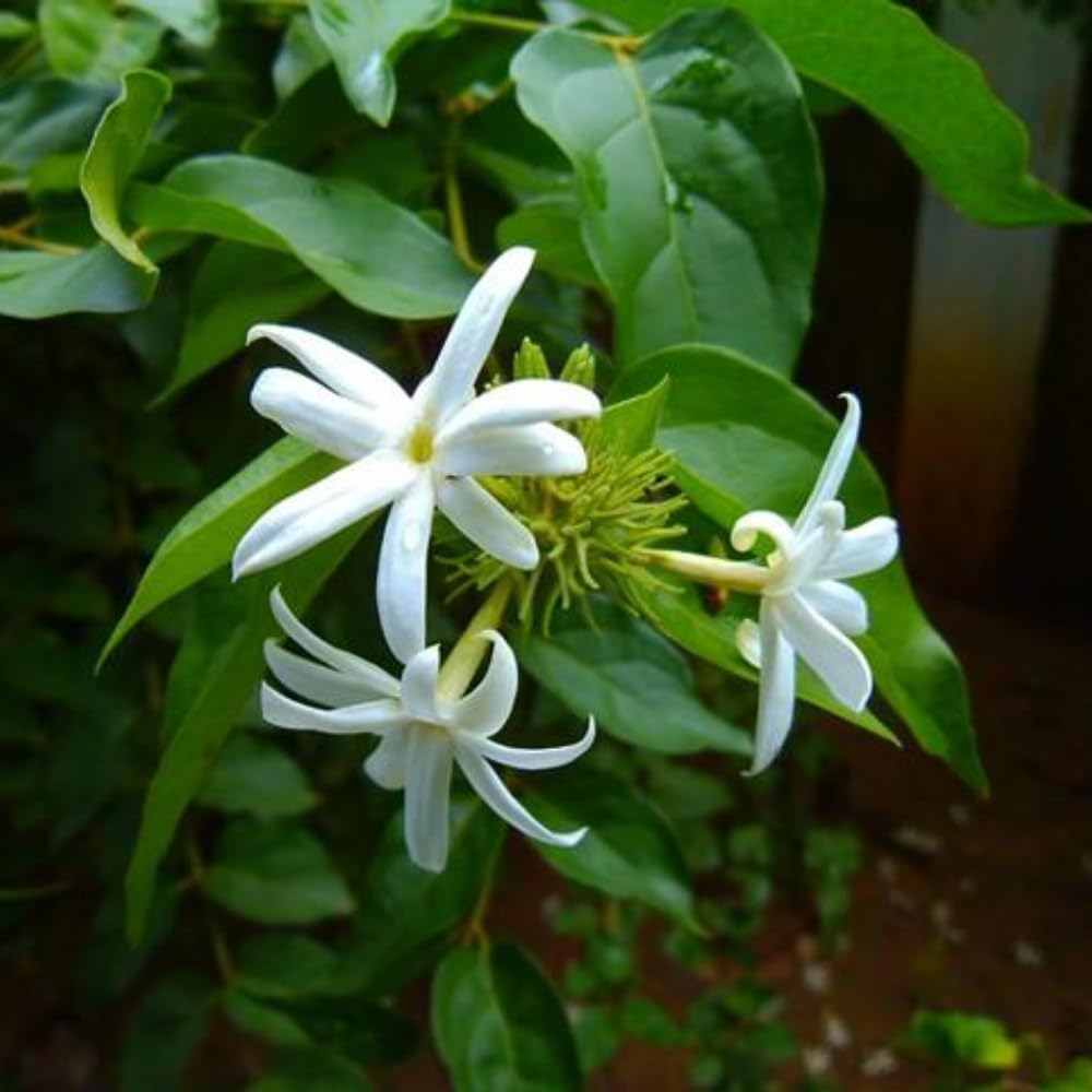 2 Jasmine Plants Live, Jasmine Flower Plant Indoor Live from 4 Inc Tall, White Flower, Zone 6 to 11
