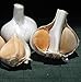 Dutch Country Classics Live Elephant Garlic Bulbs - Be Healthy & Heart Smart! - 2 Cloves