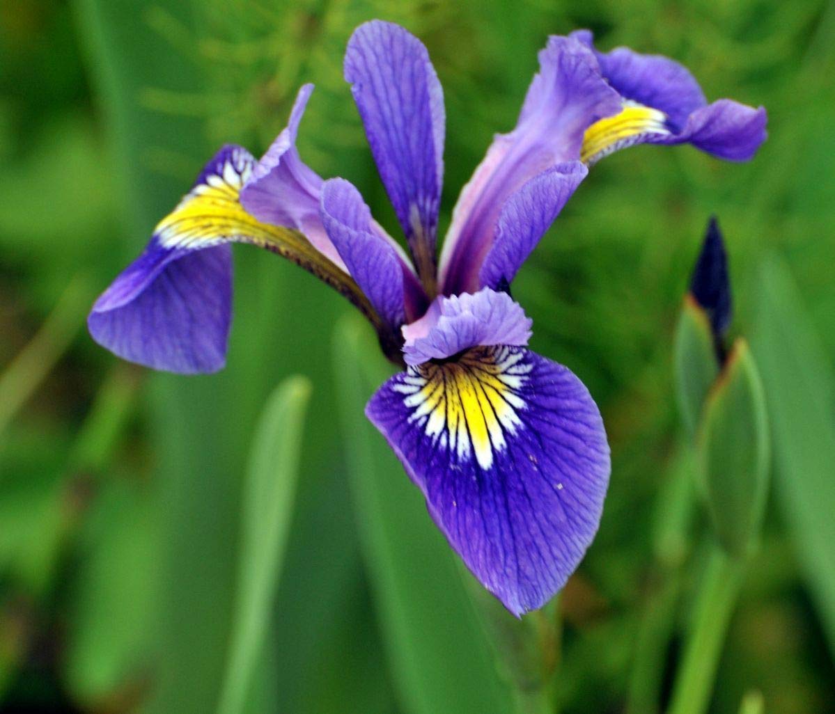 GETSO Seeds Package Not Plants: 40 Flag -