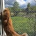 heqxwl Nylon Katzenschutznetz Katzennetz für Balkon Ohne Bohren Transparent Können Zuschneidbar und Bissfest Balkonnetze für Katzen zur Absicherung von Terrasse, Fenster und Türen (3x3 m)