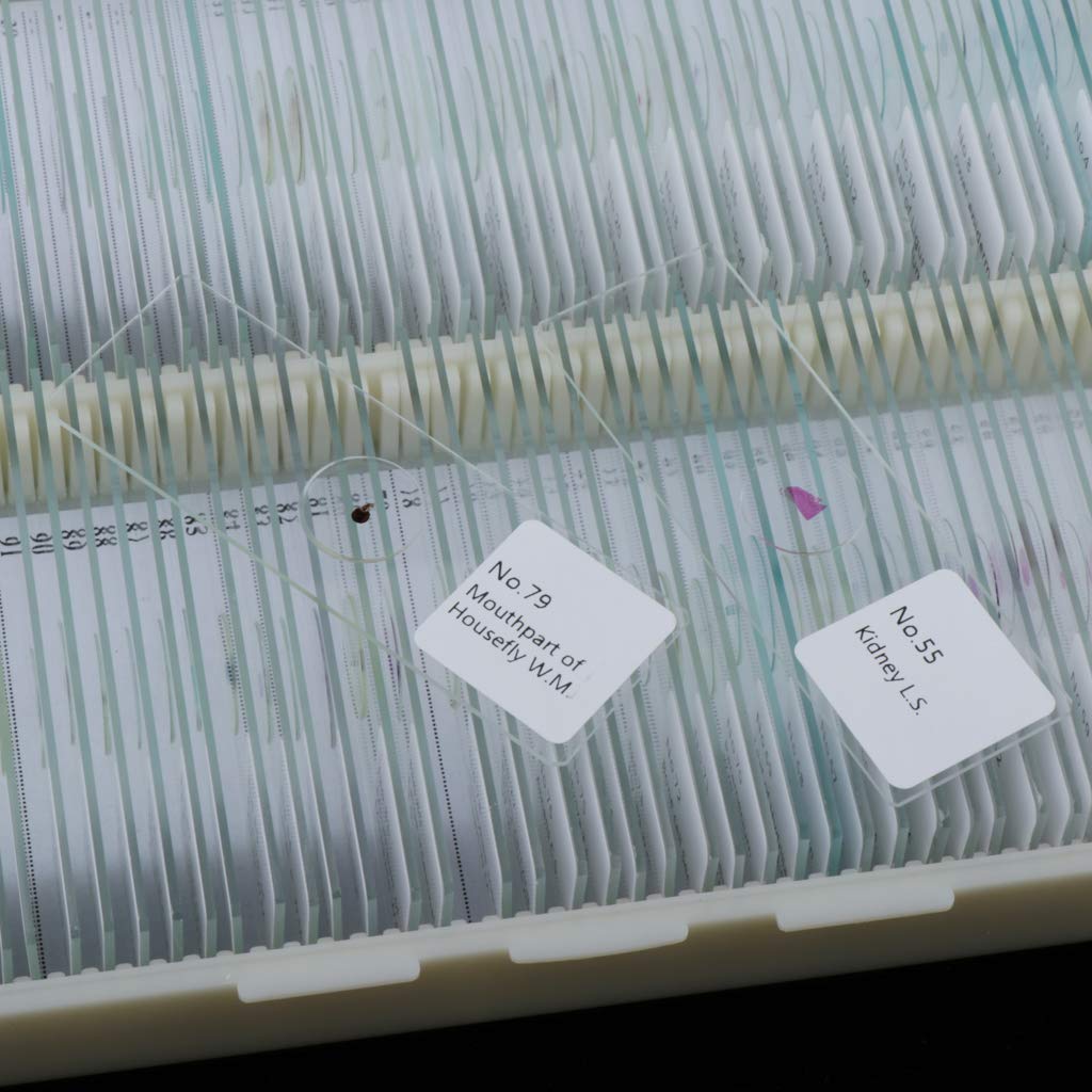 100 Stück Mikroskop Objektträger Deckgläser Biologie Experiment Laborbedarf