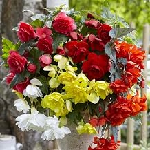 Cascade Mix Begonia Flower Tubers - 5 Bulbs per Pack - Blooms All Summer - Grows Well in Containers - Grows Great in Shade - Deer Resistant