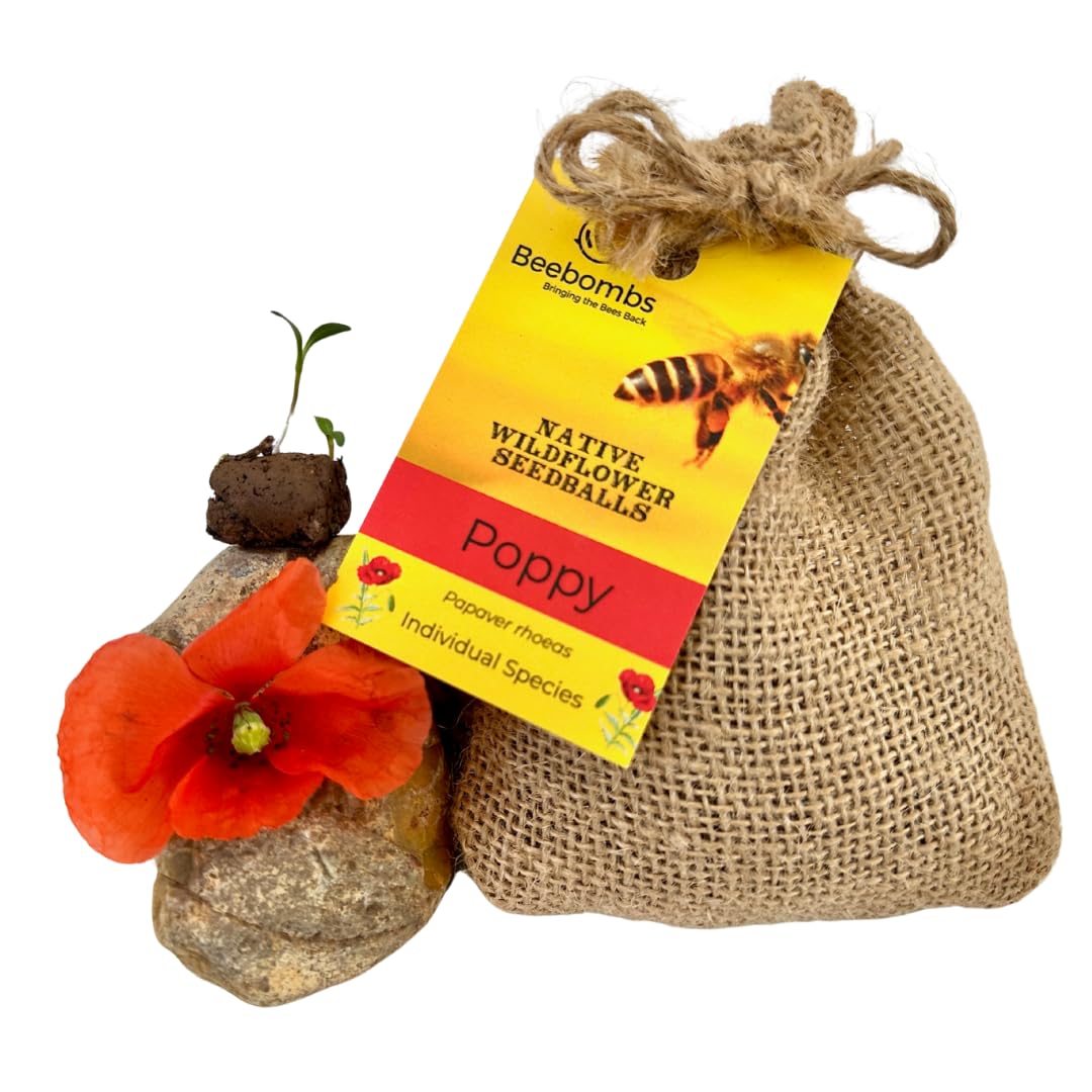 Poppy Bombs by Beebombs | Native UK Poppy Seedballs, 1 Pack (Approx 20 seedballs) — No Plastic, Eco Gift