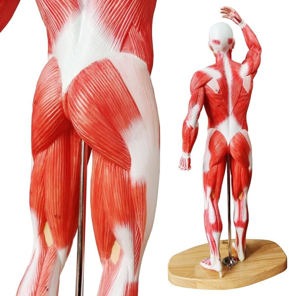 人体模型 約180cm 詳細な筋肉構造 Amazon.co.jp: Aoguzhao 人体モデル 人体模型 30cm 男性 女性 1