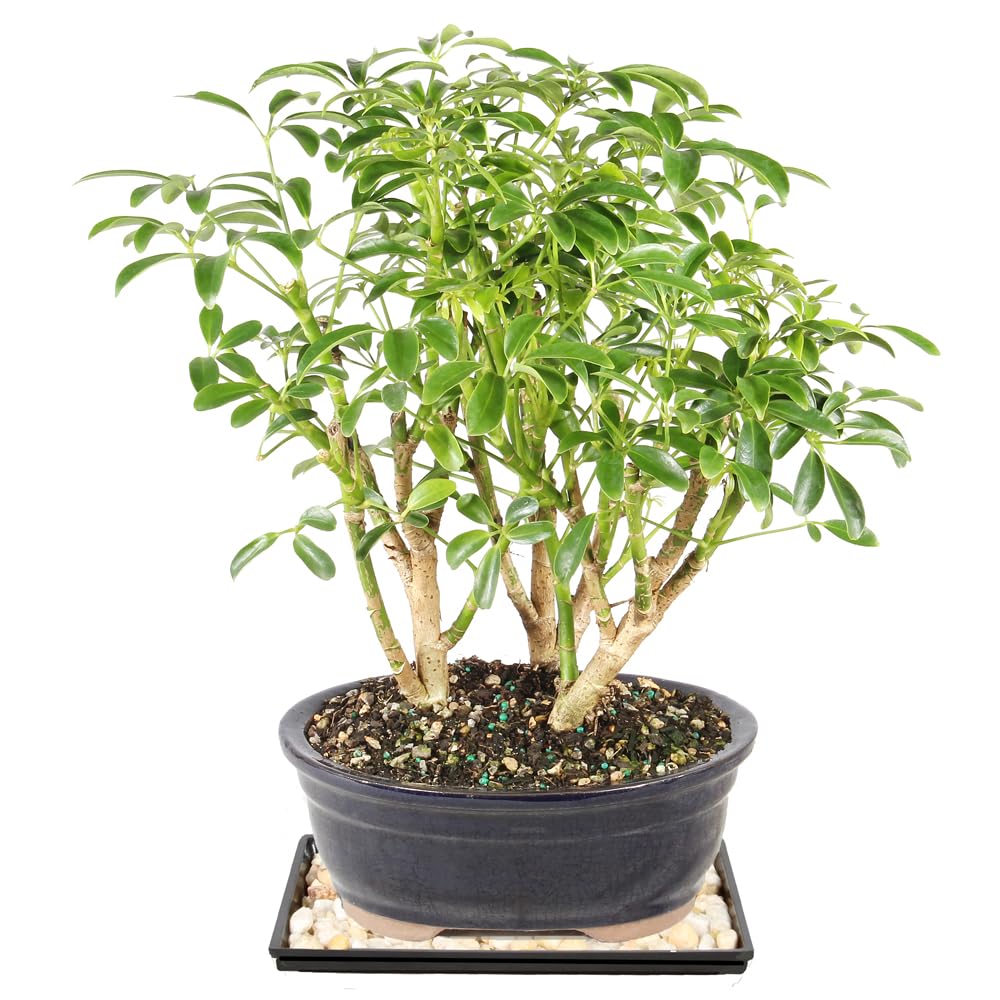 Brussel's Hawaiian Umbrella Bonsai