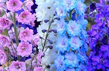 Seeds Dwarf Delphinium Mix Multicolor 100+ Seeds to Grow Low Height Spike-Like Perennial Flowers Larkspur Spring of Fall Planting