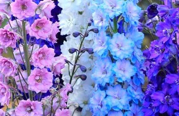 Seeds Dwarf Delphinium Mix Multicolor 100+ Seeds to Grow Low Height Spike-Like Perennial Flowers Larkspur Spring of Fall Planting