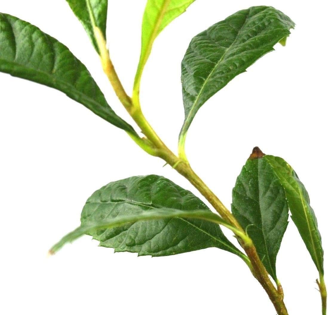 Loquat Tree Sweet Yellow Plum Live Starter Plant Plug 4-7 Inches Tall Easy-to-Grow Grown from Seeds 7-12 Months Old Ready to Plant Indoor/Outdoor