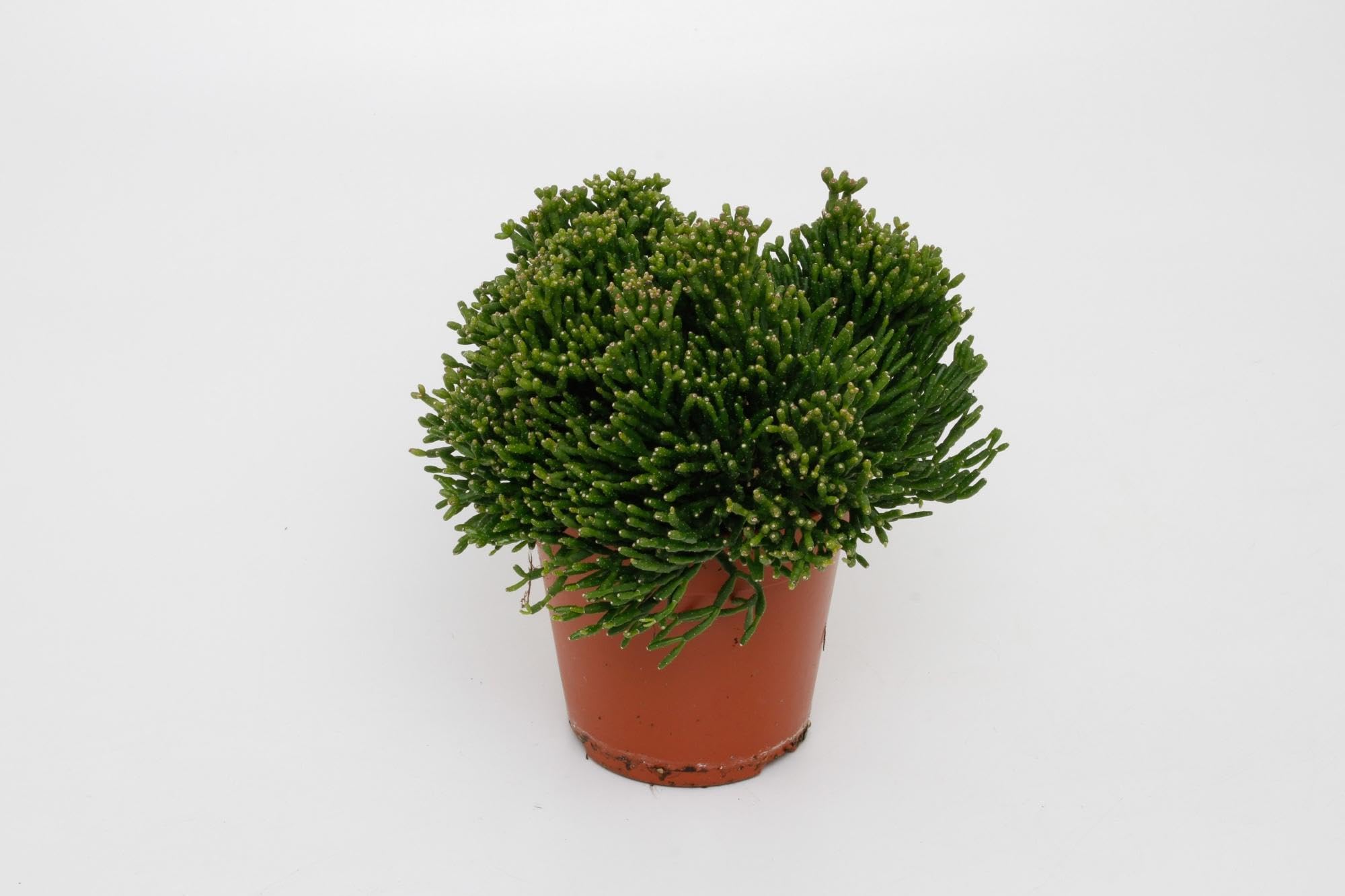 Pianta Grassa Hatiora Salicorniodes da Interno, Verde, Vaso 12cm, 15cm