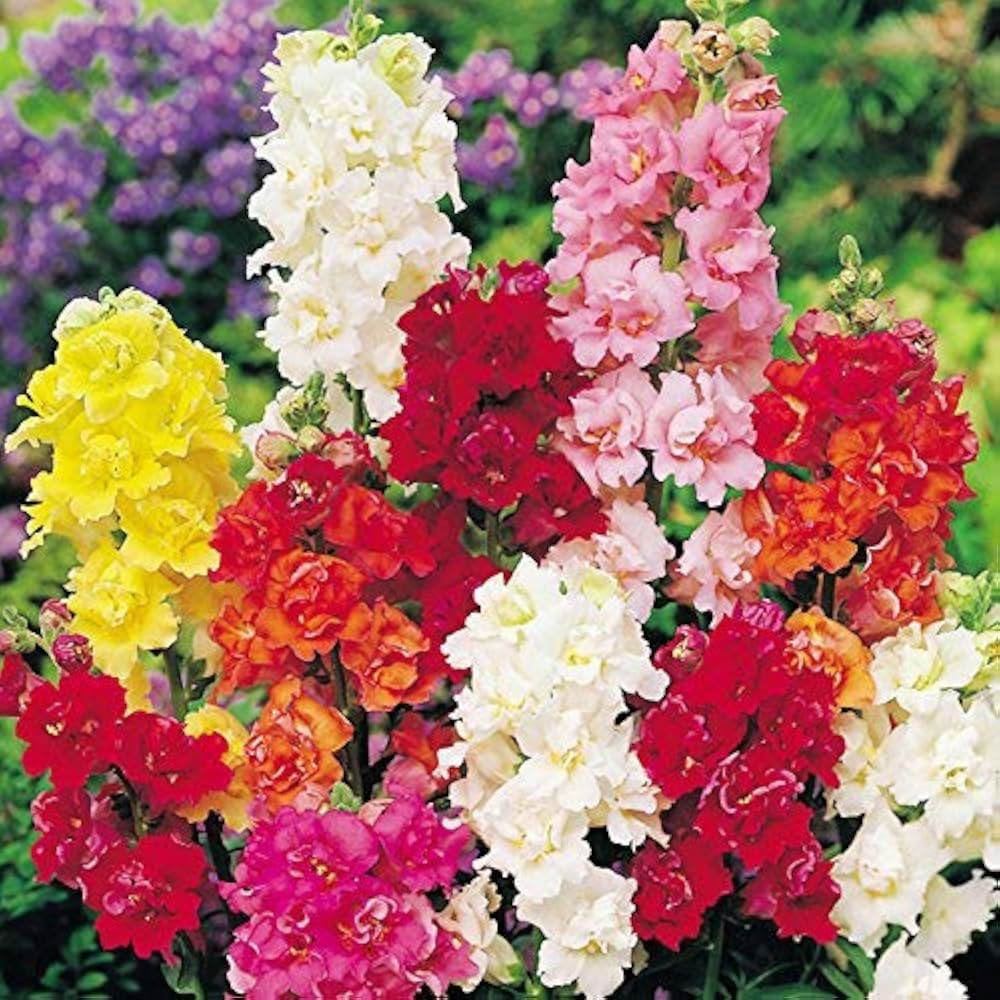 GBPT-346-Antirrhinum 'madame butterfly' Hybrid mix flower seeds :  Amazon.in: Garden & Outdoors