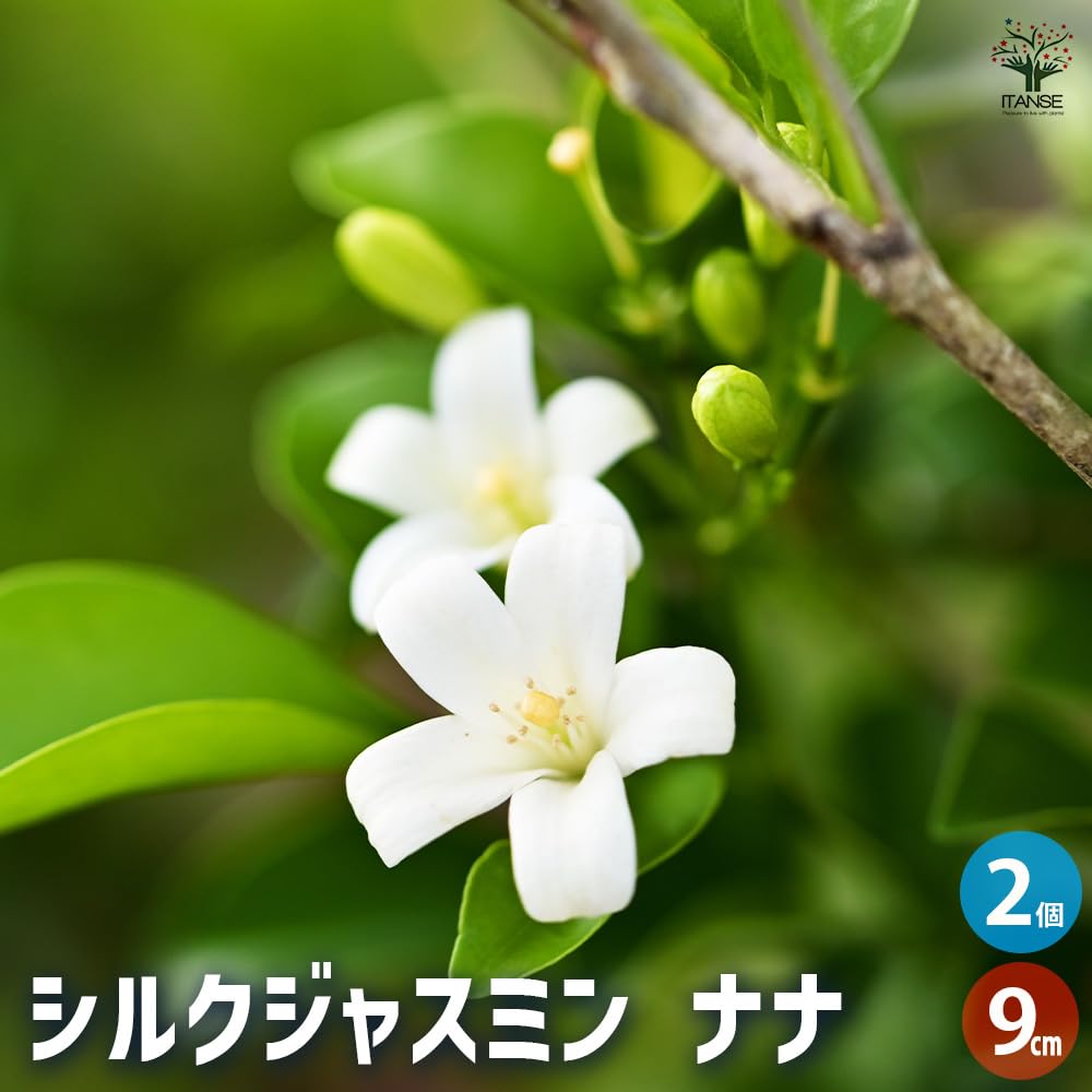 Amazon.co.jp: ITANSE Silk Jasmine, Nana, No. 3, Set of 2