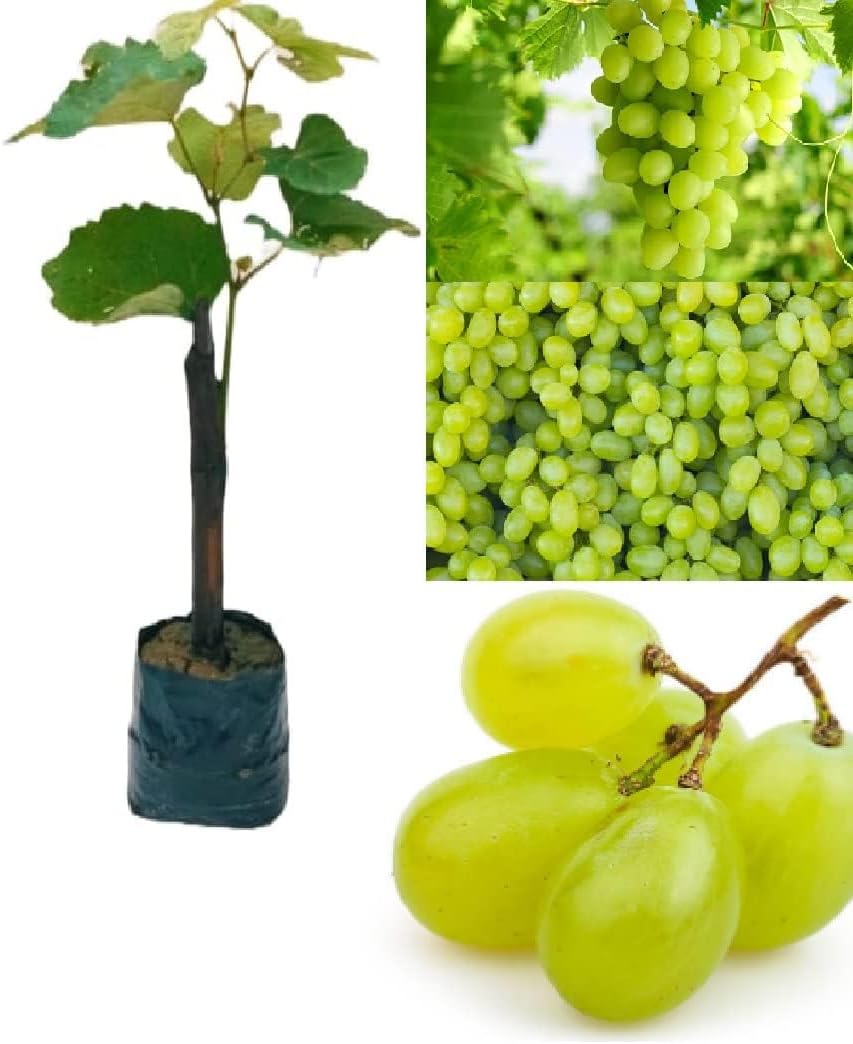 EverSneh Live "Thompson Seedless grape Fruit plant " hybrid - 1 Healthy Live Super Yielding Early Fruting Thompson Seedless grape Fruit Plant'