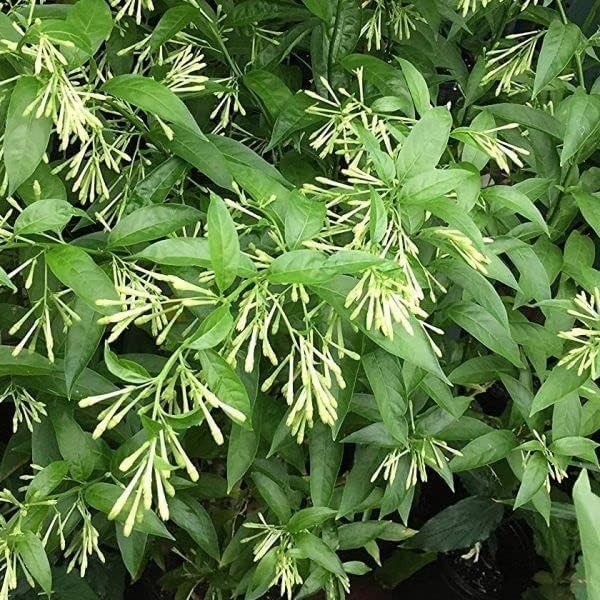 Image of Raat ki Rani Live Plant with Pot | Night Blooming Jasmine Flower Plant | Home Garden Fragrant Flowering Plant for Balcony and Outdoor Dcor - Pack of 1