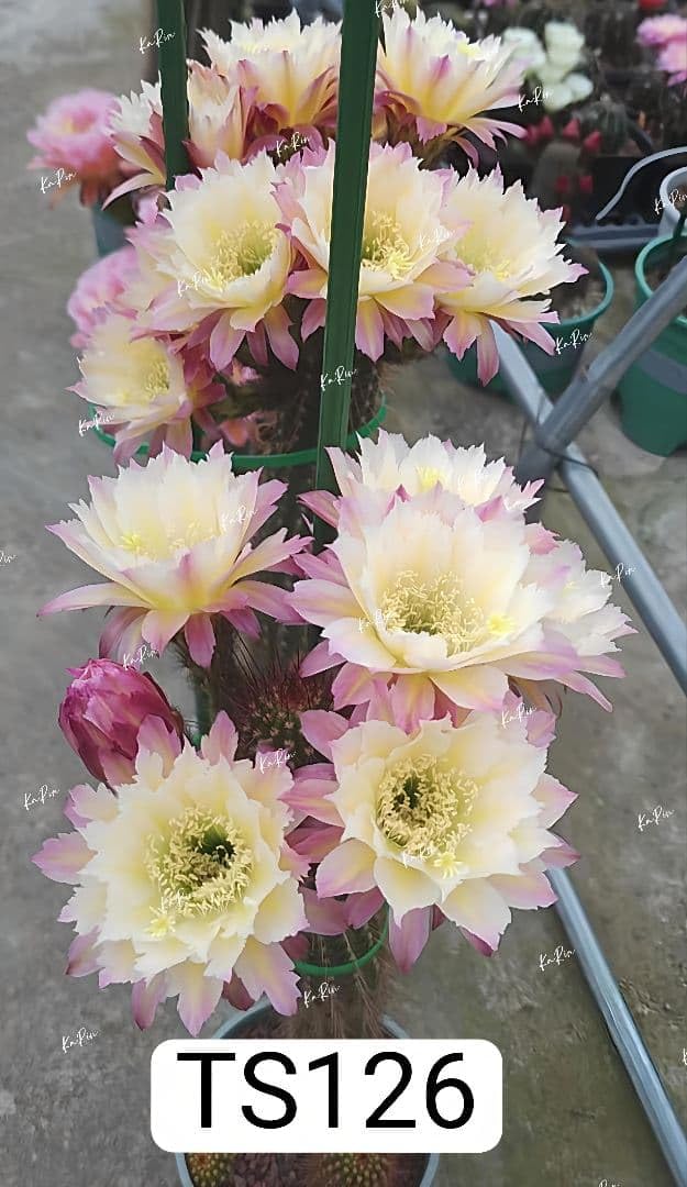 4321-しま〜商品 花サボテン まとめ買い 4321-しま〜商品 花サボテン