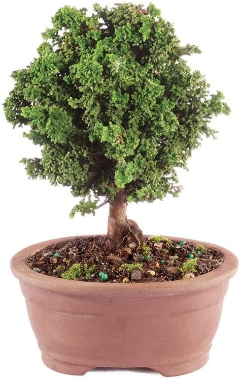From You Flowers - Dwarf Hinoki Cypress Bonsai Tree for Mother's Day, Birthday, Anniversary, Get Well or Celebration