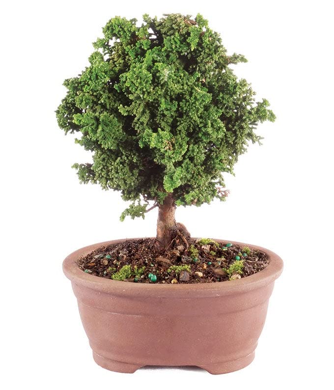 From You Flowers - Dwarf Hinoki Cypress Bonsai Tree for Birthday, Anniversary, Get Well or...