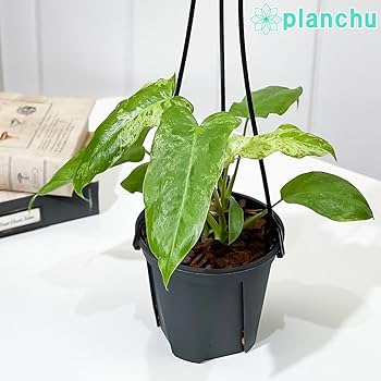 フィロデンドロン　パライソベルデ　トータム　2鉢セット フィロデンドロン パライソベルデ トータム 2鉢セット