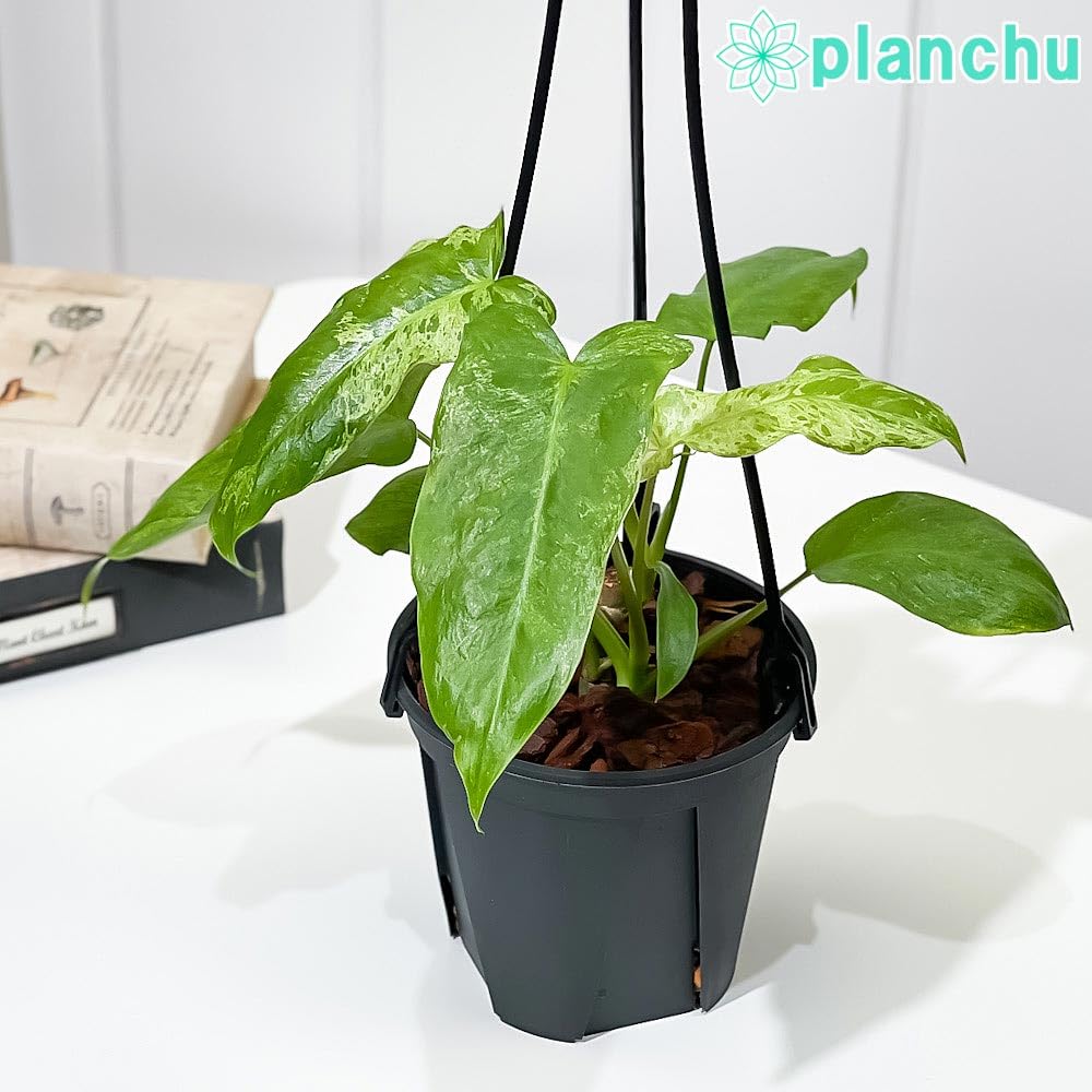 Amazon｜PLANCHU 観葉植物 フィロデンドロン パライソベルデ 4号吊り鉢