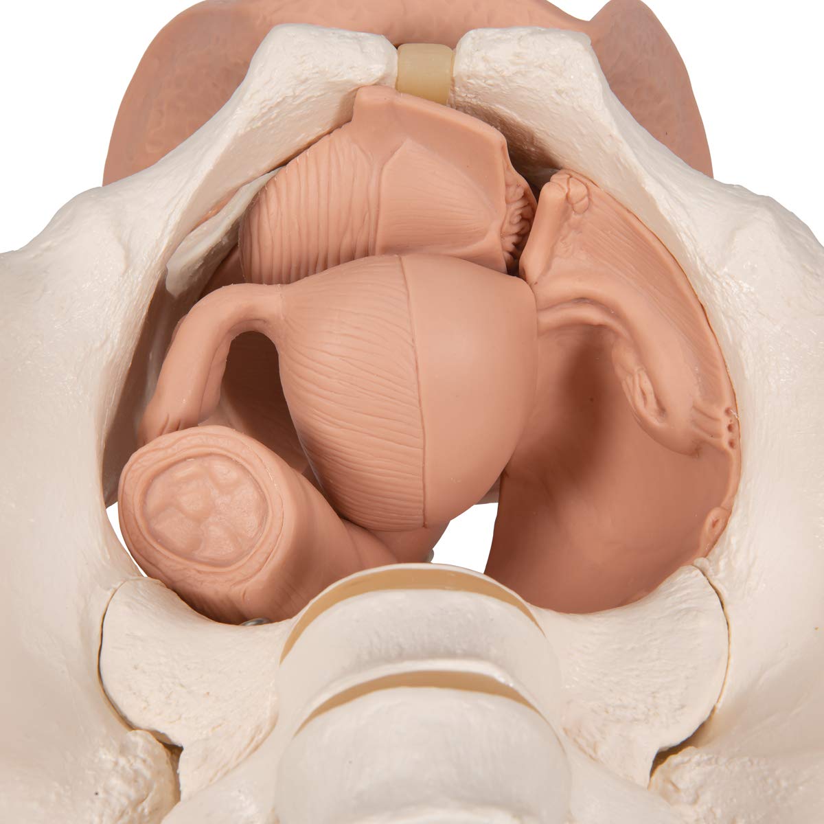 3B Scientific® Pelvis Femenina con Órganos Genitales – Modelo Anatómico Humano de 3 Partes a Tamaño Real + Smart Anatomy App (Garantía de 5 Años)