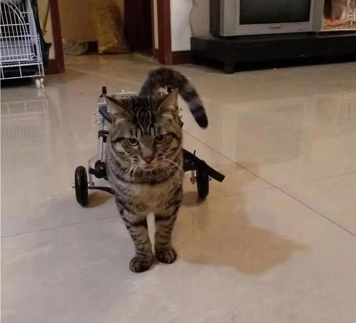 てん様専用 猫用車椅子 猫の歩行器 4輪車 猫の車いす 歩行 てん様専用 猫用車椅子 猫の歩行器 4輪車 猫の車いす 歩行