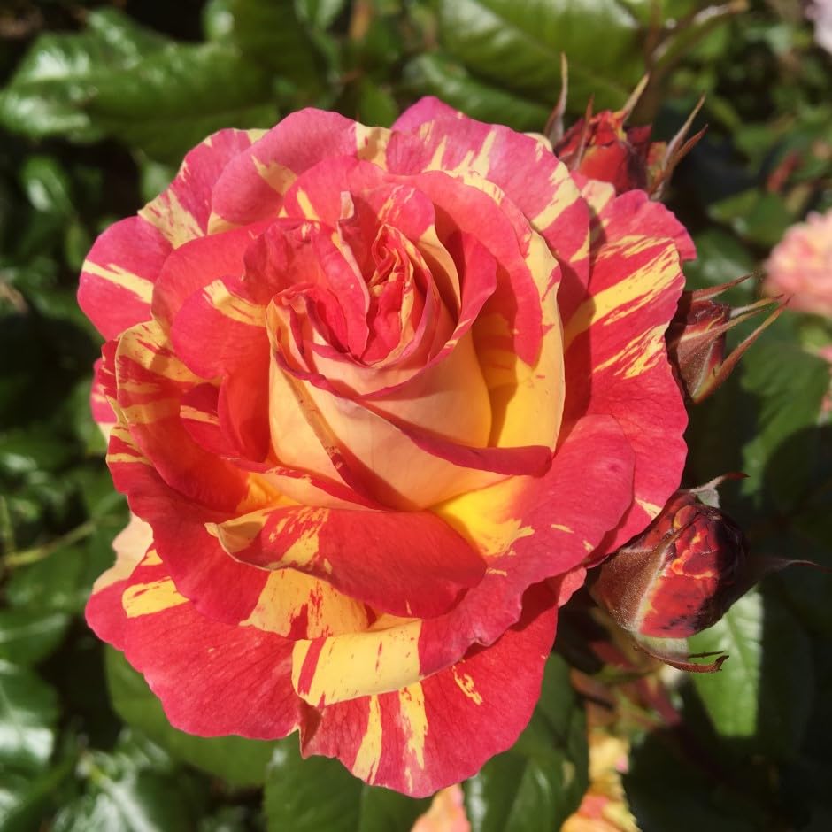 Rhubarb and Custard - 5.5lt Potted Floribunda Garden Rose Bush - Exclusive Listing! Unusual Striped Blends of Deep Pink, Yellow & Orange Scented Blooms, Large Repeat Clusters.