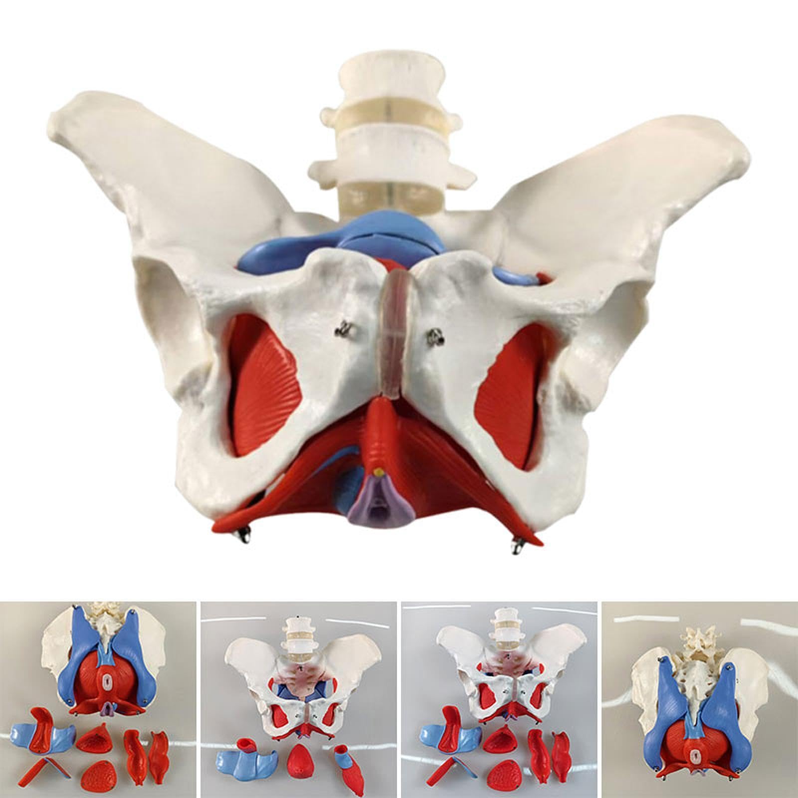 Modelo Pélvico Femenino para Matronas en Formación Obstétrica Y Ginecológica.