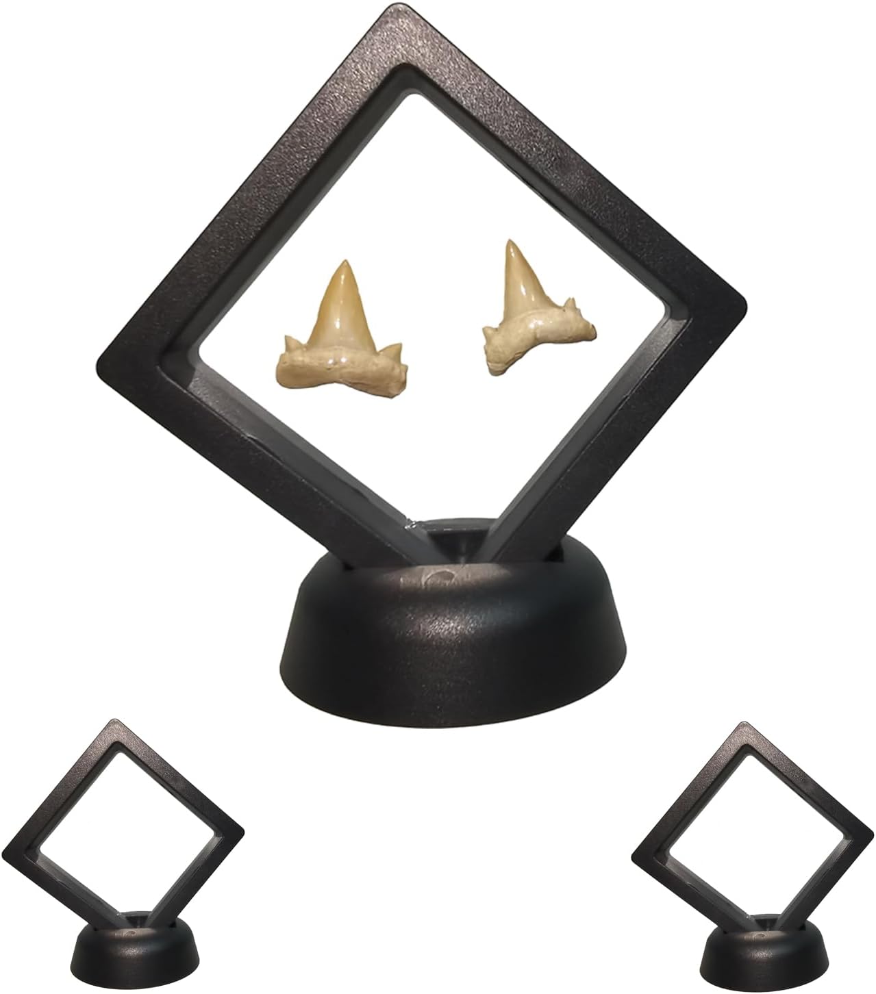 2pack Shark Tooth Holder, Sealed Box for The Shark Tooth Display Case, Shark Teeth Holder to Prevent Dust and Oxidation, 3D Floating Display for Shark Tooth Holder