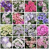 80 Piezas Semillas De Phlox, Flores De Jardín, Semillas De Plantas De Interior (Phlox Drummondii) Semillas De Flores, Regalo De Invitado, Plantas Perennes Resistentes, Prado De Flores, Siemb