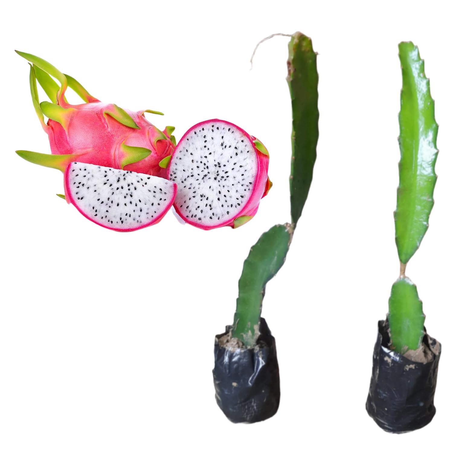 Dragon Fruit Plant Red Skin & White Flesh 10" Inch Authentic Handpicked Live Plant Pack of 2 (B0CSYQ7GDR) Amazon Price History, Amazon Price Tracker