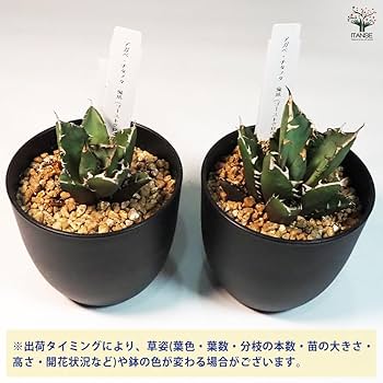 アガベ　チタノタ　鬼爪　ghost claw アガベ・チタノタ 鬼爪 小株-004｜agave titanota ghost claw |