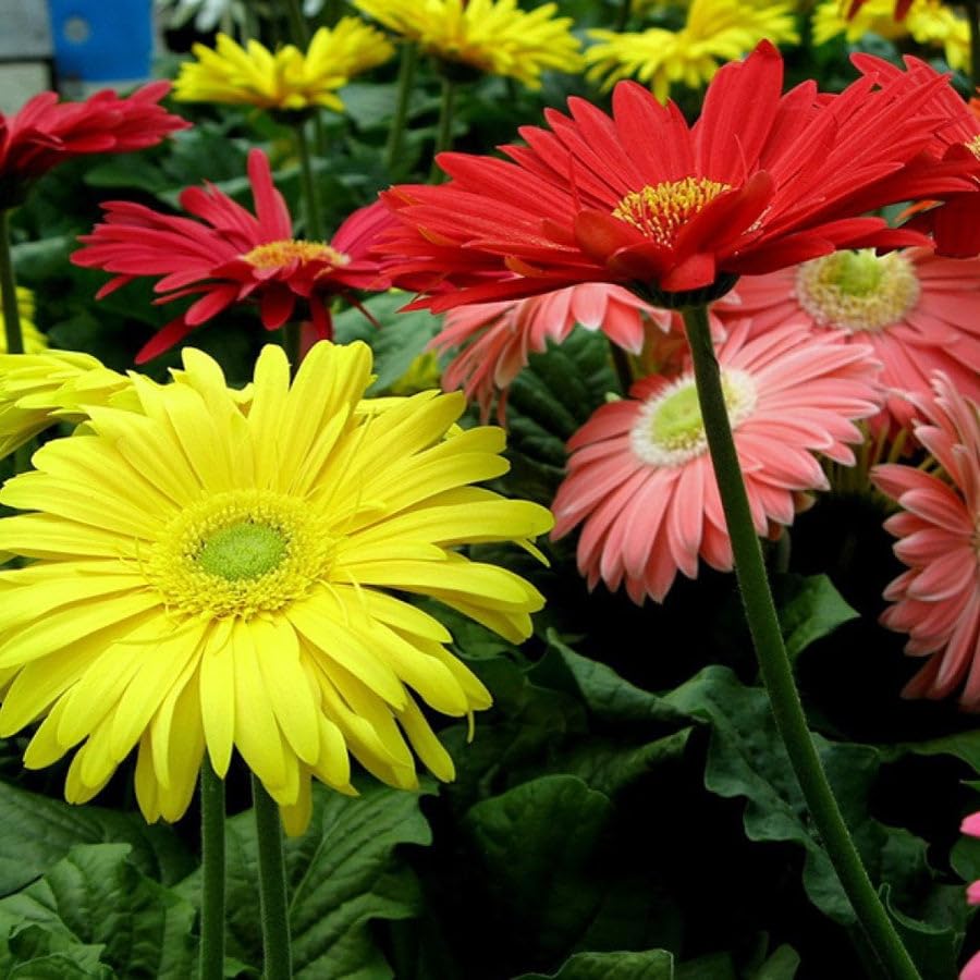 Gerbera seeds mix colour || 45 seeds (B0CX3195ZL) Amazon Price History, Amazon Price Tracker