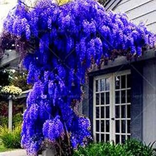 10 seeds/ pack NEW BLUE Wisteria Tree Seeds Indoor Ornamental Plants Seeds Wisteria Flower Seeds,beautiful your gardon