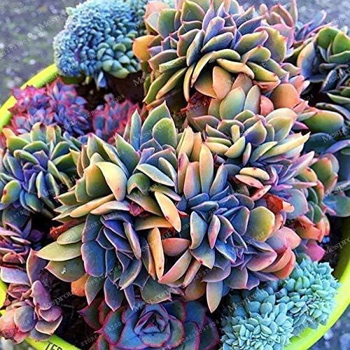 Best-Selling 100pcs Japanese Succulents Seeds Rare Indoor Flower Mini Cactus Seeds fleshier Plant Polygon Flower Seeds for Sale