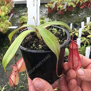 Deep Blue: 100 x Garden Potted Plant Flytrap Seed Bonsai Dionaea Muscipula Giant Clip Venus Flytrap Plant Seeds Carnivorous Plant Seeds Deep Blue: Only Seeds